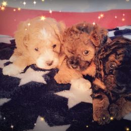 Poodle and Yorkshire Terrier Puppies from Winchester's Magic Yorkipoos & Poodles