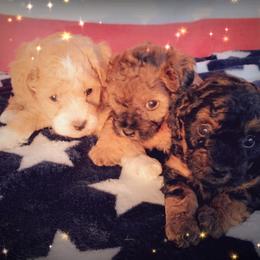Poodle and Yorkshire Terrier Puppies from Winchester's Magic Yorkipoos & Poodles