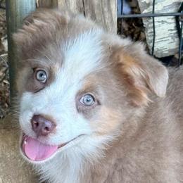 Cayenne - Red tri female Miniature Australian Shepherd puppy in Patterson, North Carolina from DreamLine Aussies