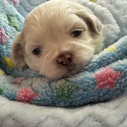 Morgan - White male Shih Tzu puppy in Etoile, Texas from Dollface Dollie’s Shih Tzus