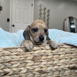 Mocha - Sable female Dachshund puppy in Modesto, California from Raws Doxies