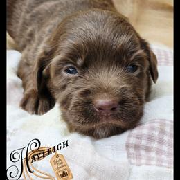 Hayleigh - Price 1450 - Brown and white female Aussiedoodle puppy in Ennis, Texas from God’s Little Aussies