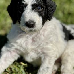 Rose (Royal) - Black and white female Aussiedoodle puppy in Waelder, Texas from Aussiedoodles of Austin