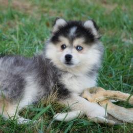 Pomsky, Shetland Sheepdog, and Toy Shetland Sheepdog Puppies from Mountain High Kennels