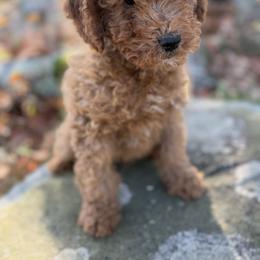 Goldendoodle Puppies from Woodland Acres