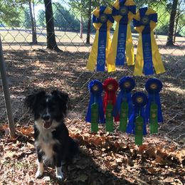 Miniature Australian Shepherd All Grown Up from J and B Mini Aussies