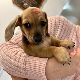 Shaded cream male - Cream male Dachshund puppy in Centralia, Washington from FairyTail Dachshunds