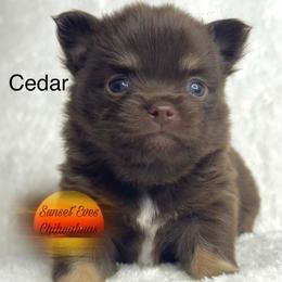 Chihuahua Puppies from Sunset Eves Chihuahuas