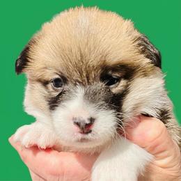 Remi - Red male Pembroke Welsh Corgi puppy in Grenada, California from California Corgi Butts