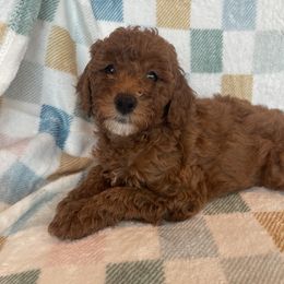 Red Boy - Red  male Goldendoodle puppy in Palo Cedro, California from Goosehill Doodles