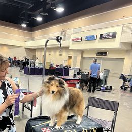 Bristol - Shetland Sheepdog
