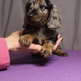 Cricket - Black and tan female Dachshund puppy in Liberty, Texas from Sweetnlow Dachshund (Doxies)