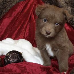 Australian Shepherd Puppies from AussieLand Shepherds