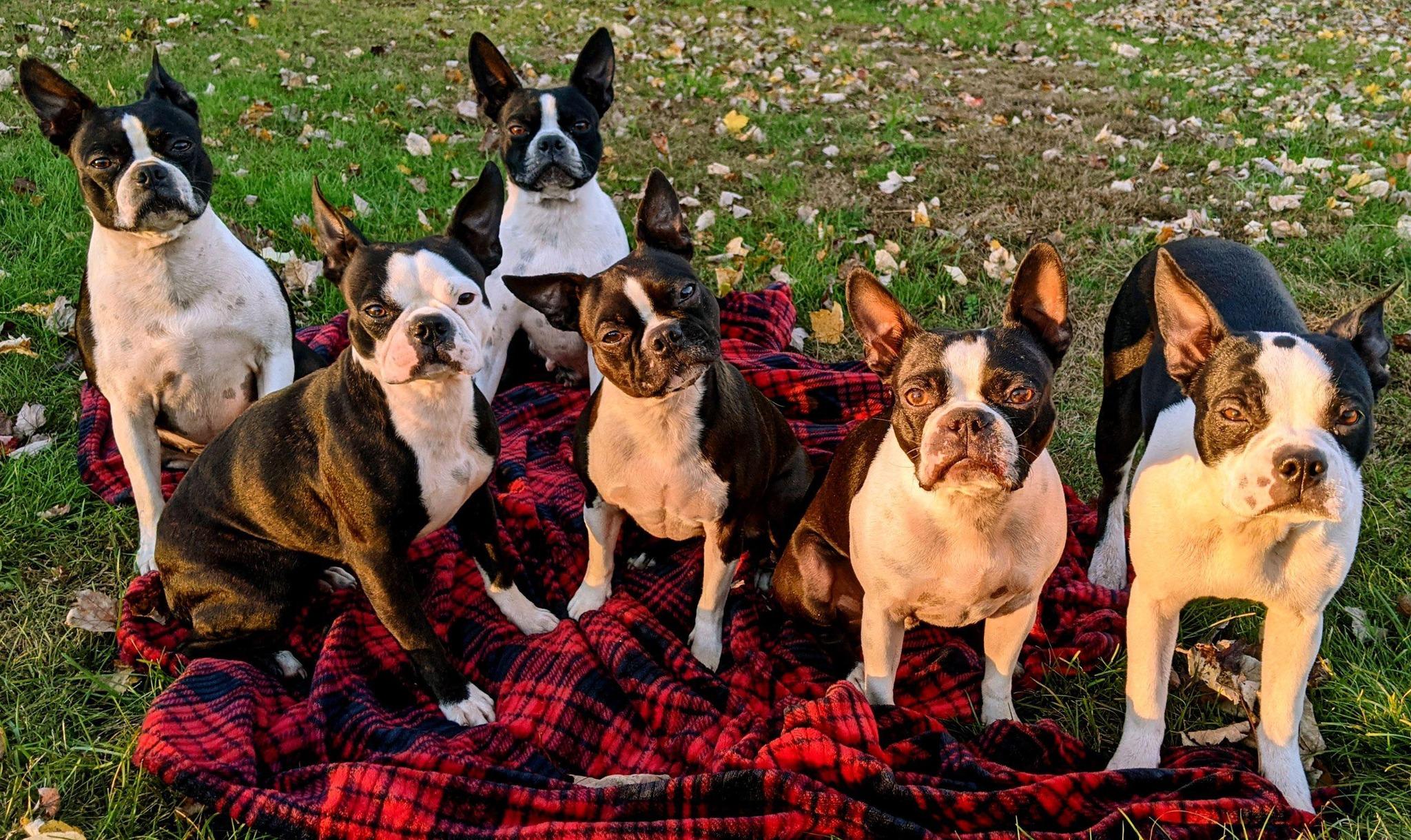 Blessed with Bostons in Maine | Boston Terrier puppies | Good Dog