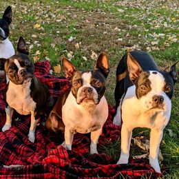 Boston Terriers from Blessed with Bostons