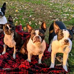 Boston Terriers from Blessed with Bostons