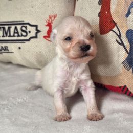 Gunner - White male Miniature Schnauzer puppy in Magalia, California from NorCal Schnauzers