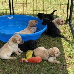 Yellow male 3 - Yellow male Labrador Retriever puppy in Orlando, Florida from Clarisma K9’s
