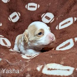 Yasha - Red and white female Cockapoo puppy in Sunset, Louisiana from Cano Cockapoos