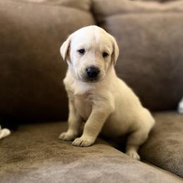 Scarlet - Yellow female Labrador Retriever puppy in Sweet Home, Oregon from Knotty Creek Labradors