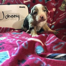 Australian Shepherd Puppies from MND Aussies