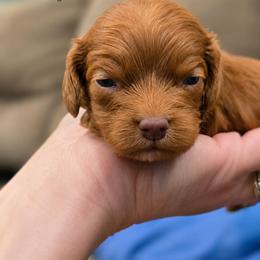 Charmander - Red male Cockapoo puppy in Perry, Arkansas from Parker's Cockapoos