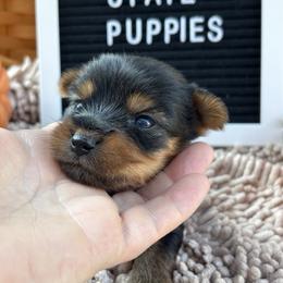 Tiny Girl 3 - Black and gold female Yorkshire Terrier puppy in Charleston, West Virginia from Mountain State Puppies