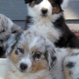 Australian Shepherd Puppies from Crystal Peak Australian Shepherds