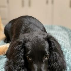 Bear - Black male English Cocker Spaniel puppy in Bainbridge, Georgia from Chapman Bird Dogs