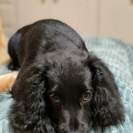 Bear - Black male English Cocker Spaniel puppy in Bainbridge, Georgia from Chapman Bird Dogs