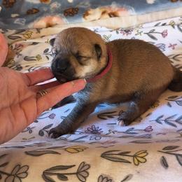 Fm3 - Sesame female Shiba Inu puppy in Maxwell, New Mexico from khshibas-khpugs