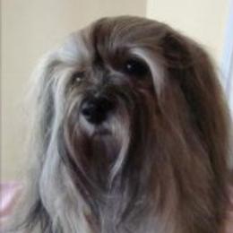 Havanese All Grown Up from Bella Dulce Havanese