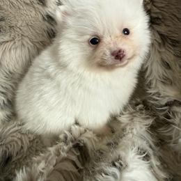 Moonshine - Chocolate parti female Pomeranian puppy in Zionville, North Carolina from Shaner Poms