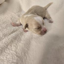 Benji - Cream male Havanese puppy in Trinity, Alabama from Tooties Cuties Havanese