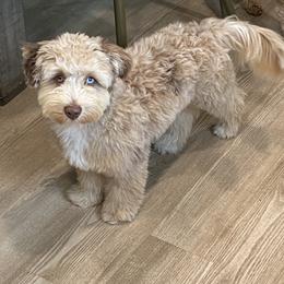 JJ - Aussiedoodle