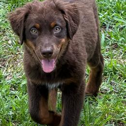 Finn - Red tri-color male Australian Shepherd puppy in Plant City, Florida from G2K9’s