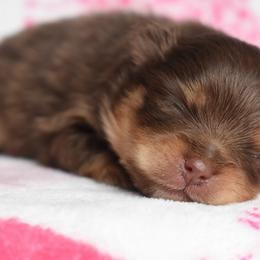 Bear - Chocolate and tan male Pomeranian puppy in Westminster, Colorado from VanityPom’s
