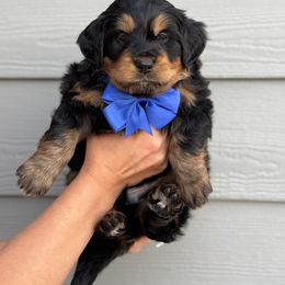 Bernedoodle Puppies from Suncrest Doodles