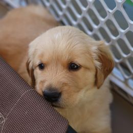 Golden Retriever and Goldendoodle Puppies from Guppy Puppies