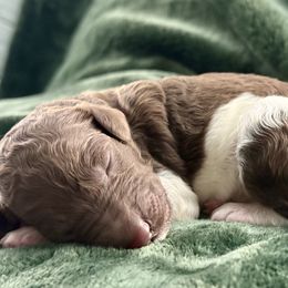 Boy 5 - Parti male Poodle puppy in Screven, Georgia from Dreamland Standard Poodles