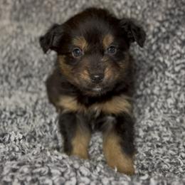Tater - Black tri female Miniature Australian Shepherd puppy in Michie, Tennessee from Acton Aussies