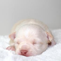 Haiku - Cream and white male Chihuahua puppy in Forsyth, Georgia from Brooks Grove Canines LLC