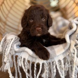 Gouda - Chocolate male Goldendoodle puppy in Las Vegas, Nevada from Dose of Doodles