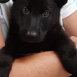 German Shepherd Puppies from Karen's Kennel