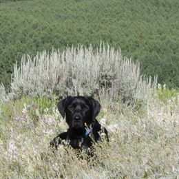Labrador Retrievers from Premium Labradors of Ontario