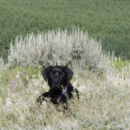Labrador Retrievers from Premium Labradors of Ontario
