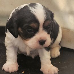 Rose - Tri-color female Cavalier King Charles Spaniel puppy in Charity, Missouri from Missouri. Cavaliers
