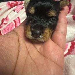 Girl 1 - Black and tan female Yorkshire Terrier puppy in Fort Worth, Texas from Mina’s Minnies