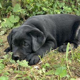 Black Female- yellow collar - Black female Labrador Retriever puppy in Beaverdam, Virginia from Gold Heart Labradors