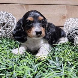 Wesley - Dachshund